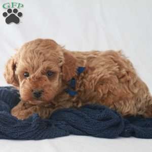Max, Toy Poodle Puppy